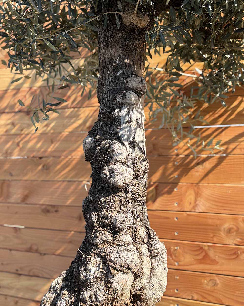 Olivenbaum „Elegante“ (F4)