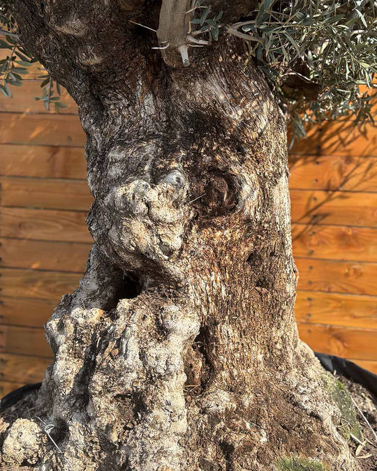 Olivenbaum – Olea europaea ‘Hojiblanca’ (Netz) (Colosso) (F4)