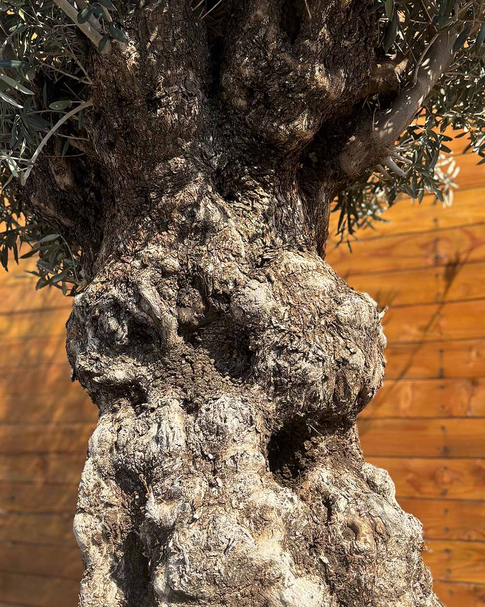 Olivenbaum – Olea europaea ‘Hojiblanca’ (Netz) (Colosso) (F4)