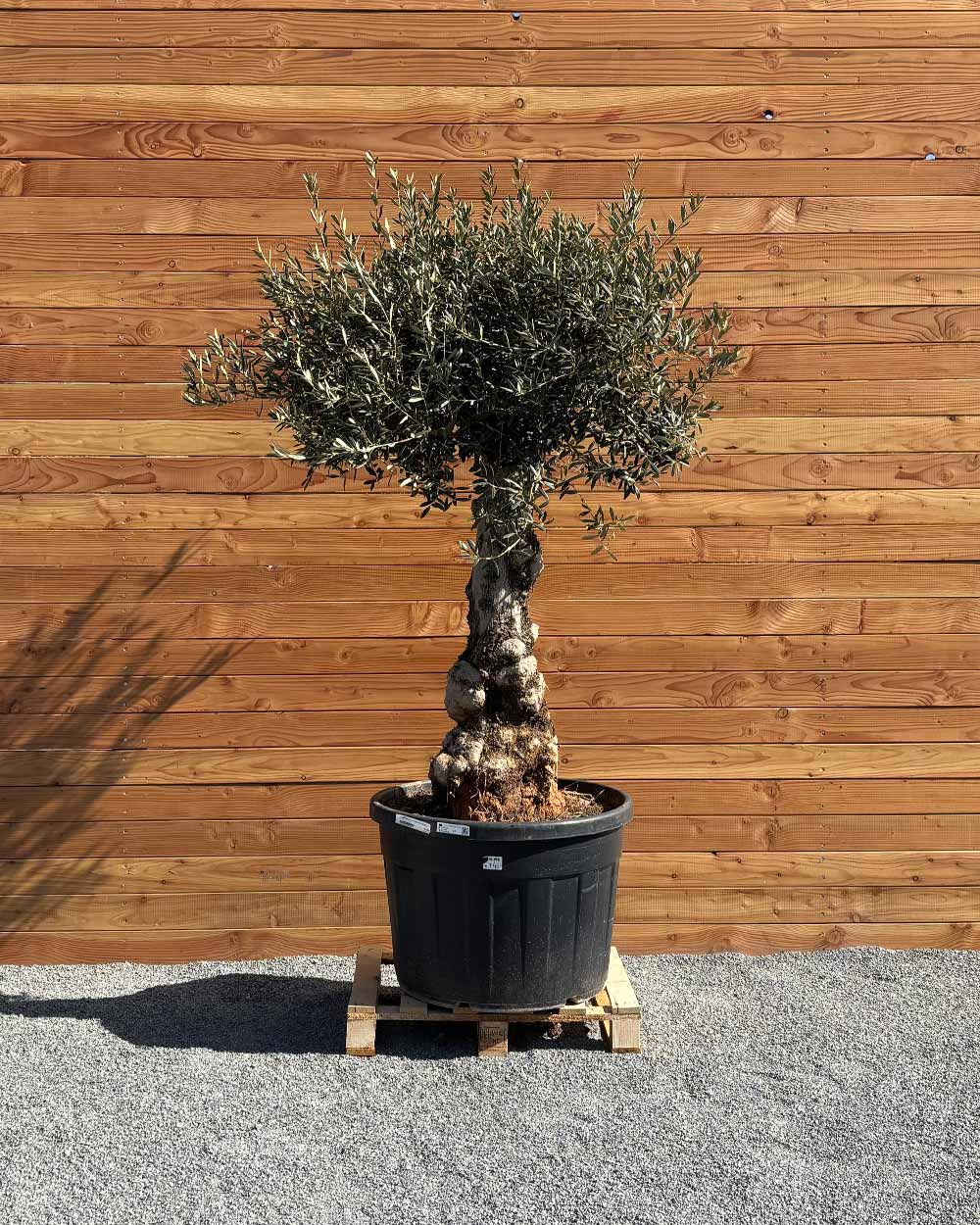 Olivenbaum „Elegante“ (F4)