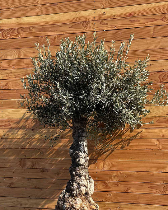 Olivenbaum „Elegante“ (F4)