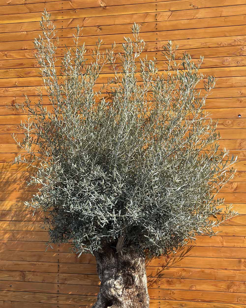 Olivenbaum – Olea europaea ‘Hojiblanca’ (Netz) (Colosso) (F4)