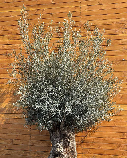 Olivenbaum – Olea europaea ‘Hojiblanca’ (Netz) (Colosso) (F4)