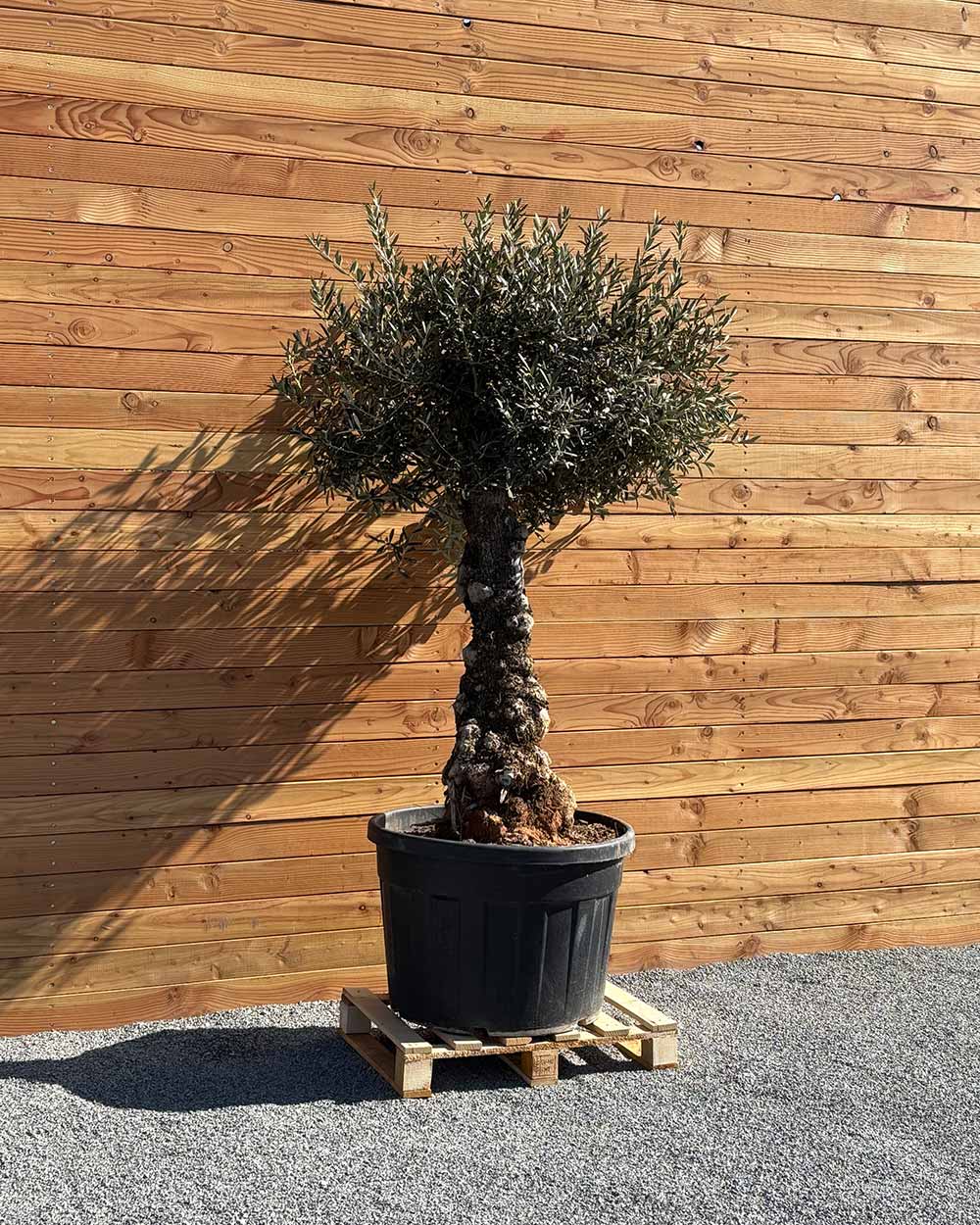 Olivenbaum „Elegante“ (F4)