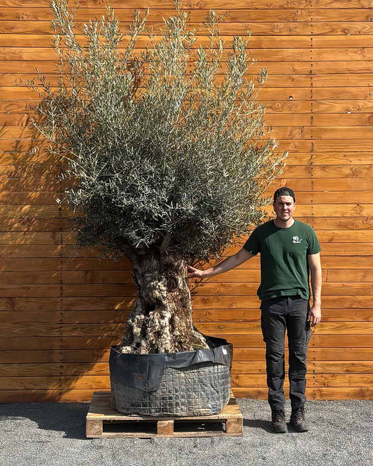 Olivenbaum – Olea europaea ‘Hojiblanca’ (Netz) (Colosso) (F4)