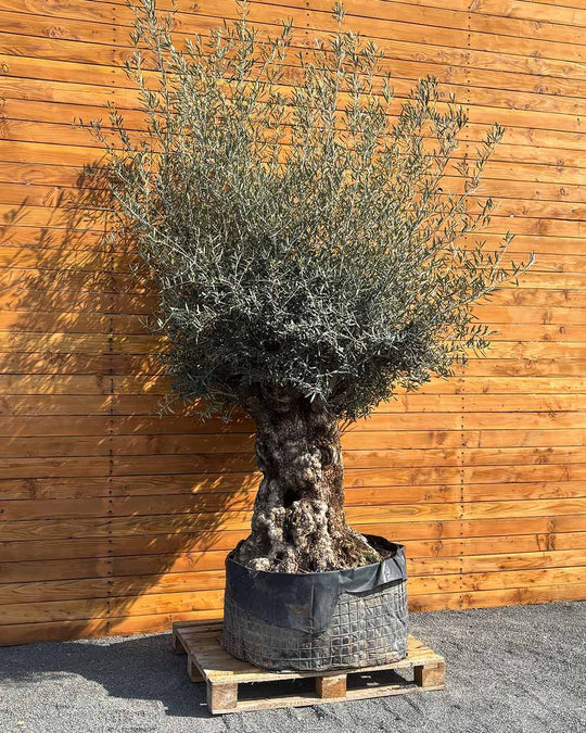 Olivenbaum – Olea europaea ‘Hojiblanca’ (Netz) (Colosso) (F4)