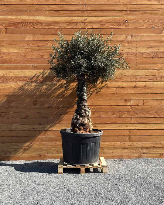 Olivenbaum „Elegante“ (F4)