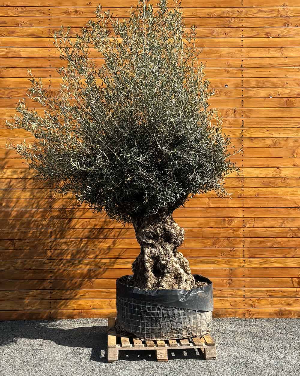 Olivenbaum – Olea europaea ‘Hojiblanca’ (Netz) (Colosso) (F4)