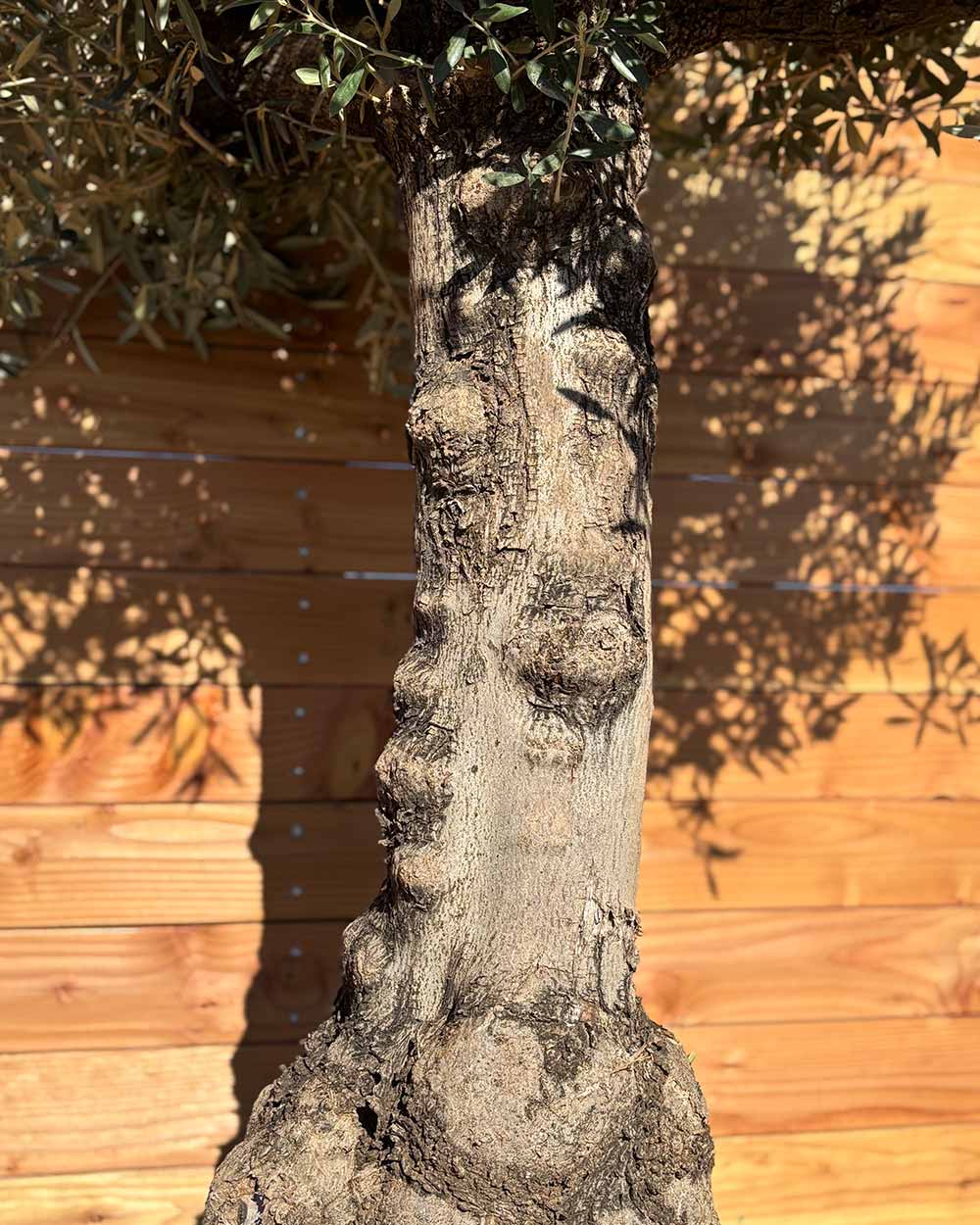 Olivenbaum „Elegante“ (F5)