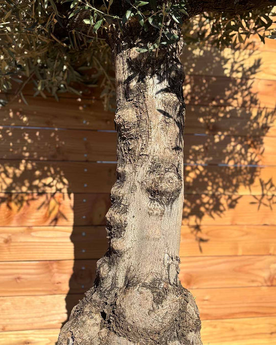 Olivenbaum „Elegante“ (F5)