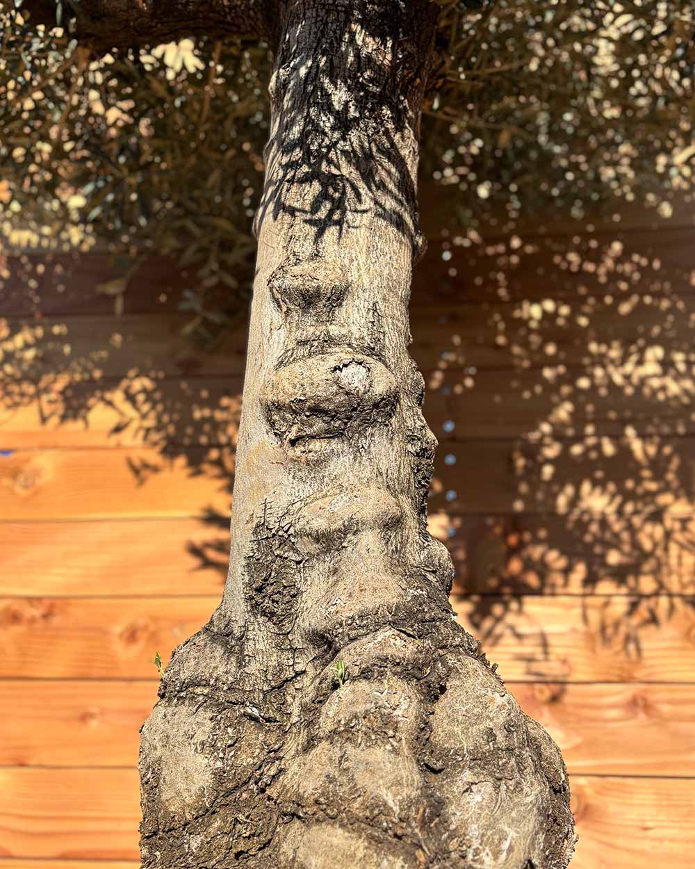 Olivenbaum „Elegante“ (F5)