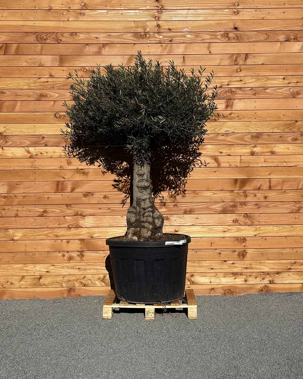 Olivenbaum „Elegante“ (F5)