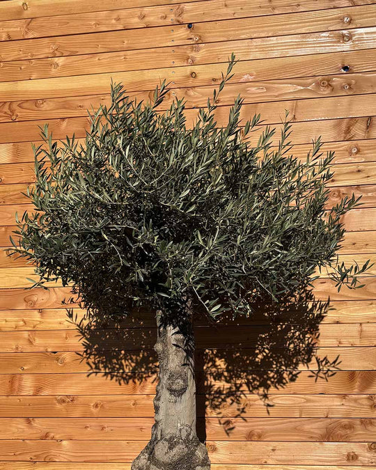 Olivenbaum „Elegante“ (F5)