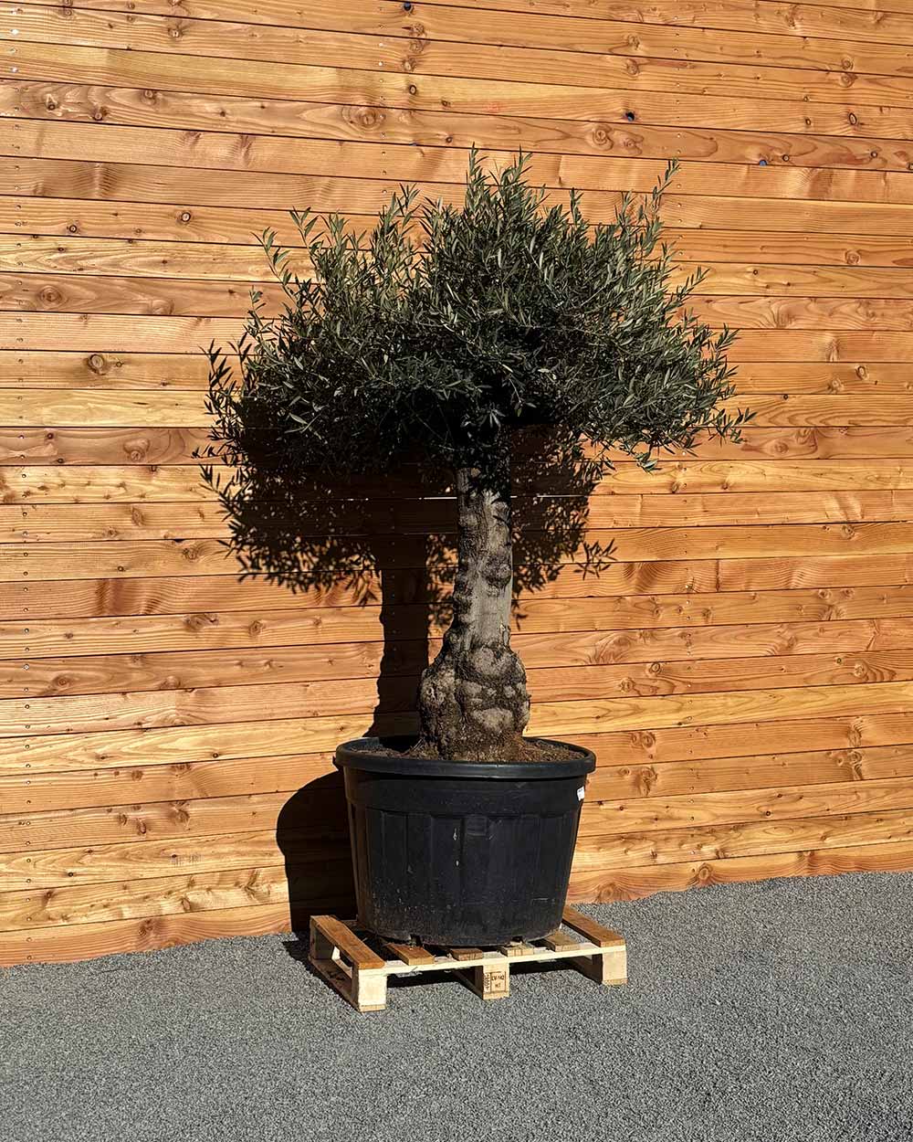 Olivenbaum „Elegante“ (F5)