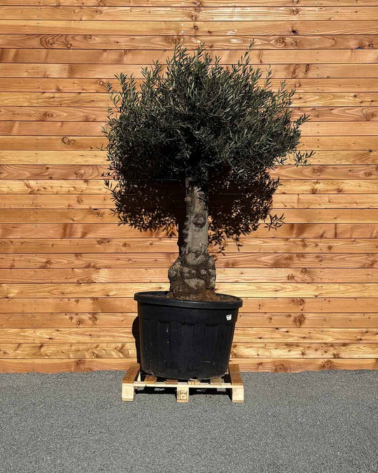 Olivenbaum „Elegante“ (F5)