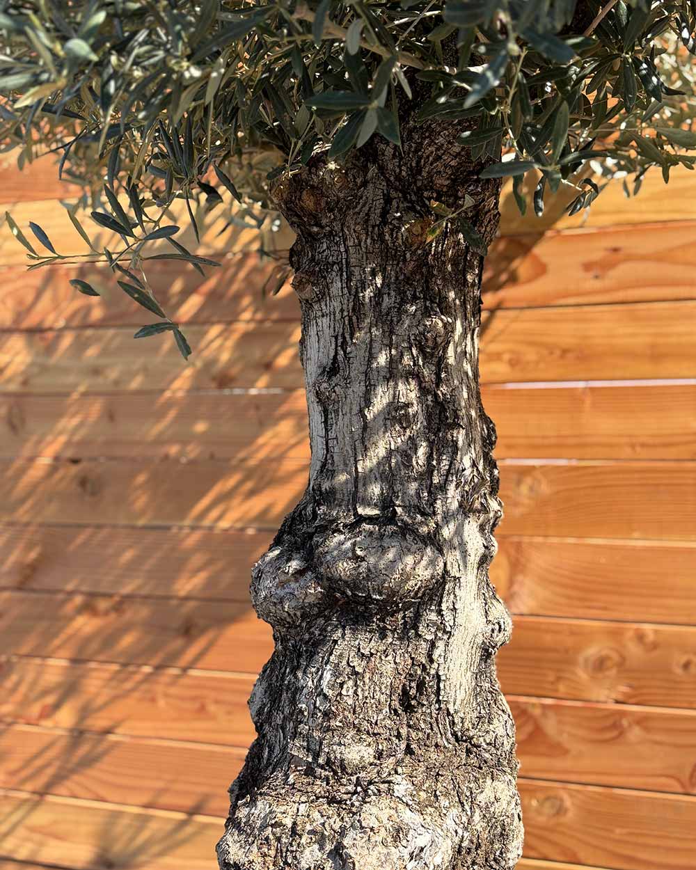 Olivenbaum „Elegante“ (F6)