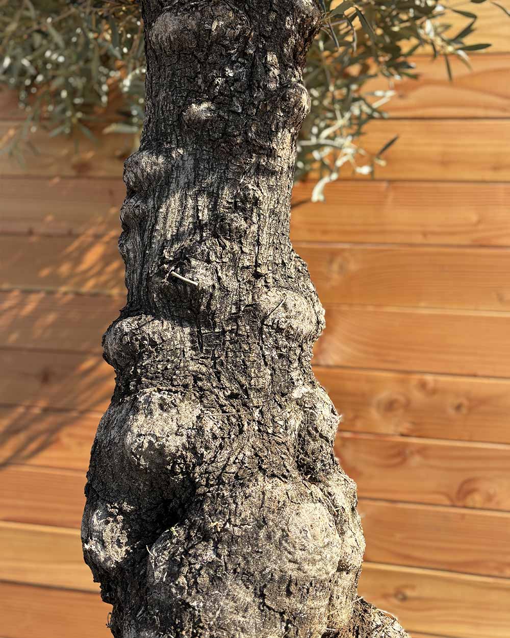 Olivenbaum „Elegante“ (F6)