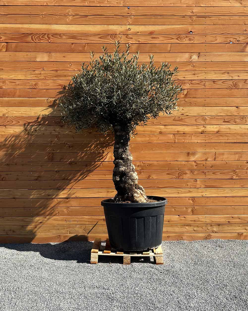 Olivenbaum „Elegante“ (F6)