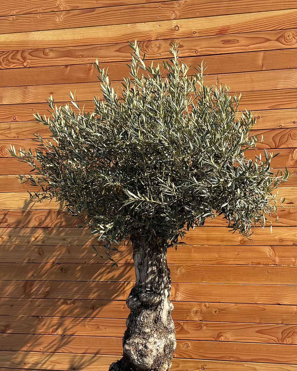 Olivenbaum „Elegante“ (F6)