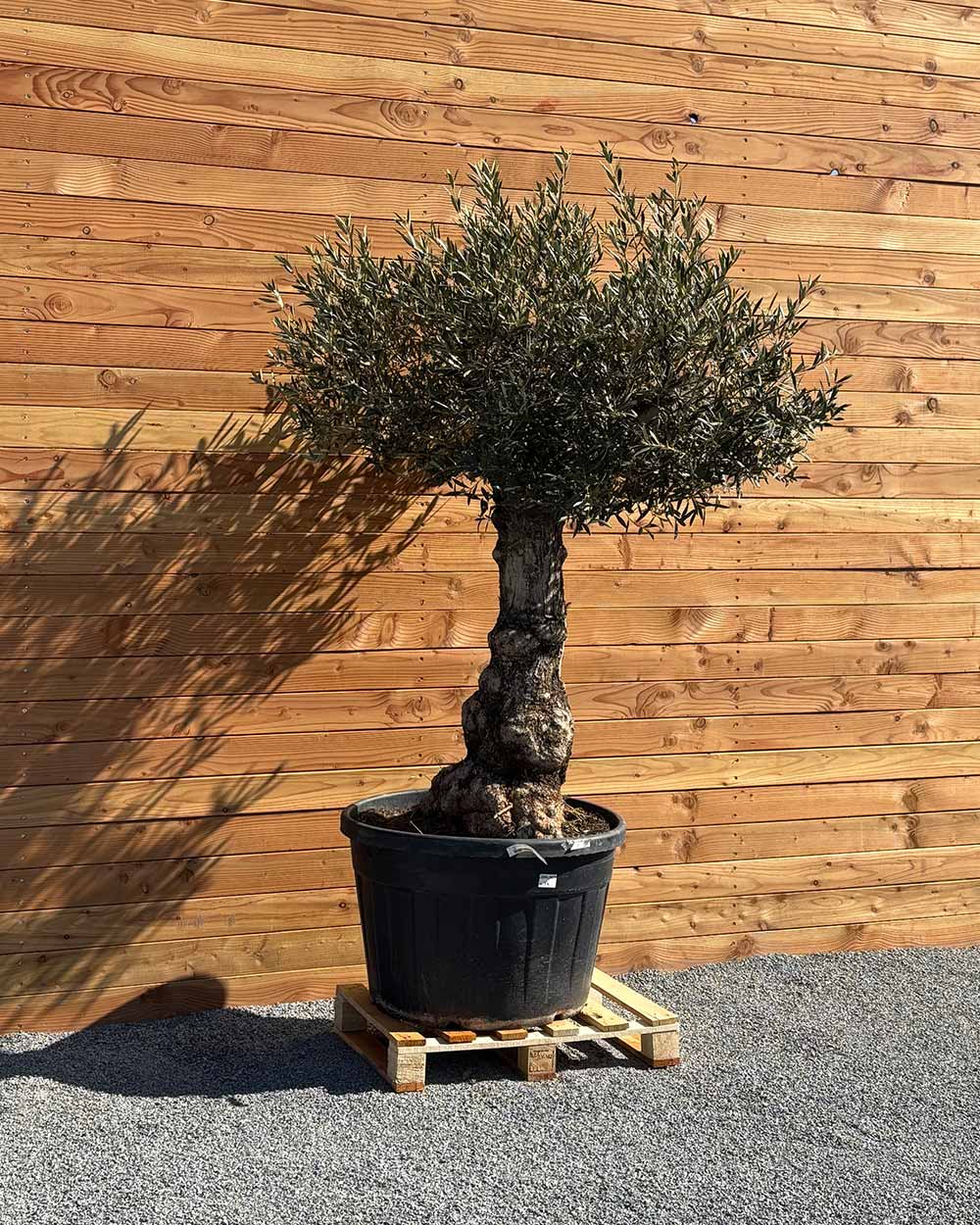 Olivenbaum „Elegante“ (F6)
