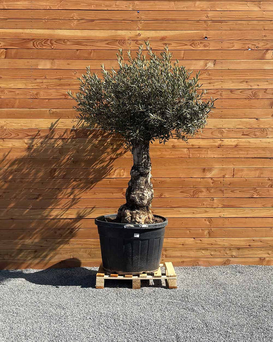 Olivenbaum „Elegante“ (F6)