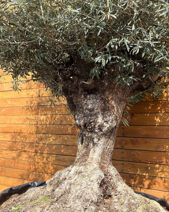 Olivenbaum – Olea europaea ‘Hojiblanca’ (Netz) (Colosso) (F7)