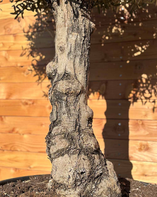 Olivenbaum „Elegante“ (F7)