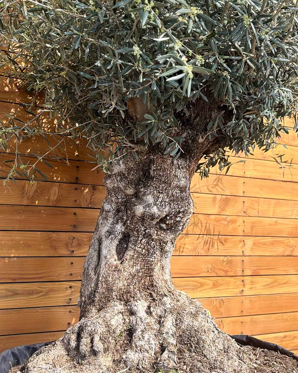 Olivenbaum – Olea europaea ‘Hojiblanca’ (Netz) (Colosso) (F7)