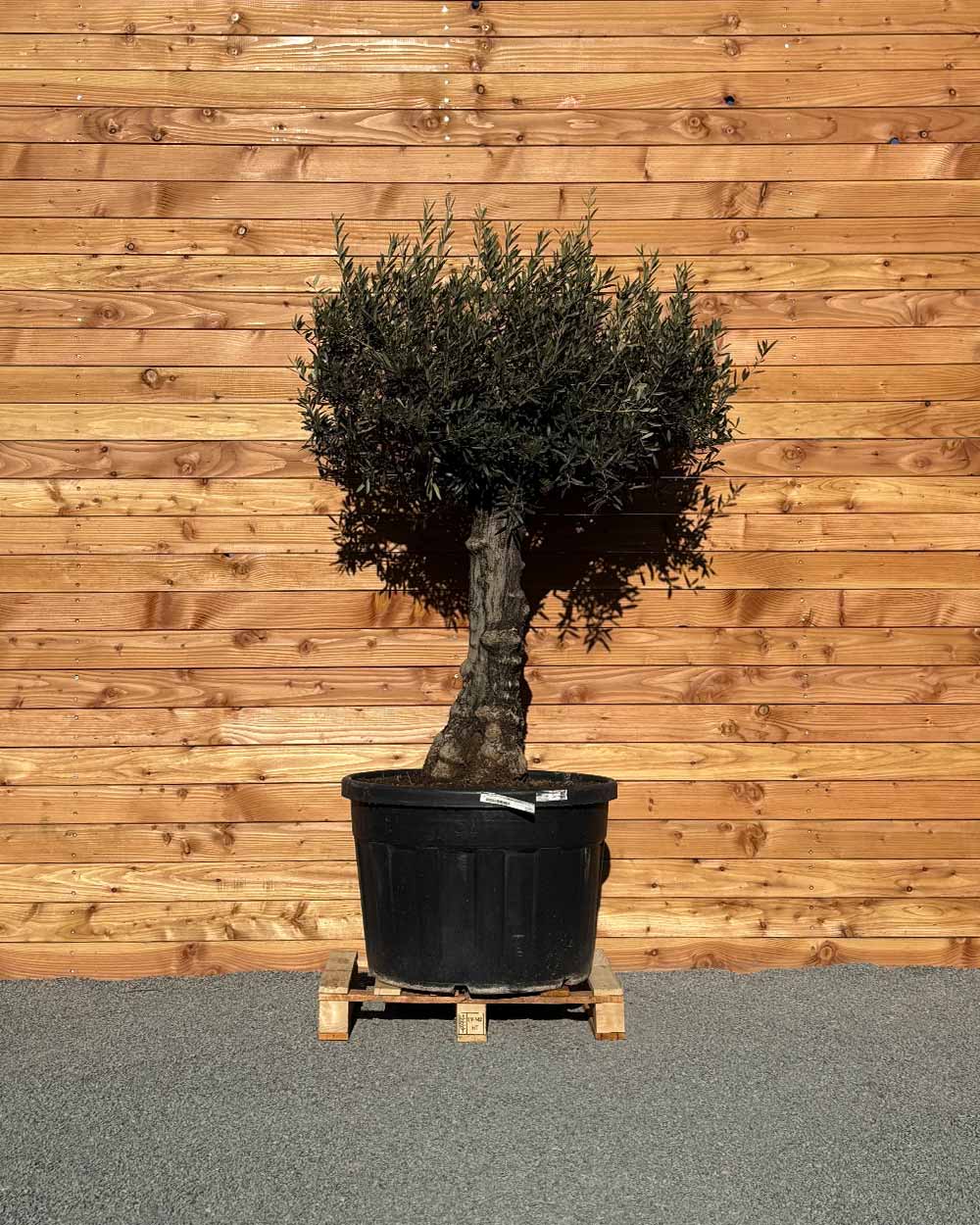 Olivenbaum „Elegante“ (F7)