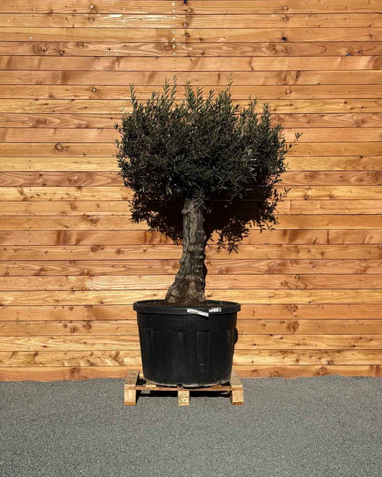 Olivenbaum „Elegante“ (F7)