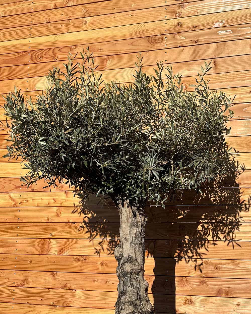 Olivenbaum „Elegante“ (F7)