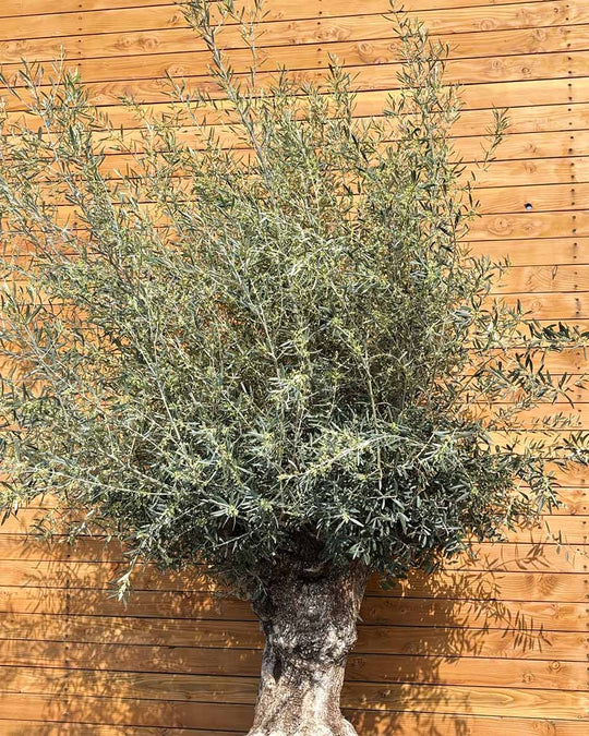 Olivenbaum – Olea europaea ‘Hojiblanca’ (Netz) (Colosso) (F7)