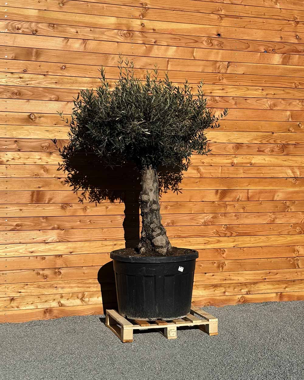 Olivenbaum „Elegante“ (F7)