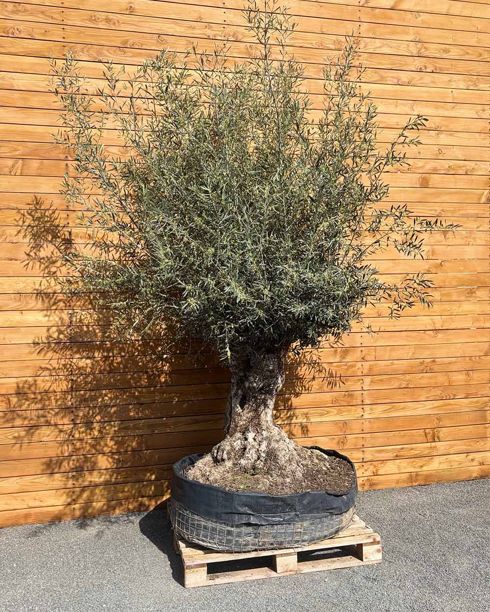 Olivenbaum – Olea europaea ‘Hojiblanca’ (Netz) (Colosso) (F7)