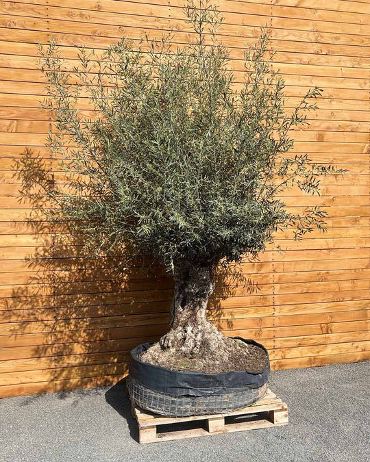 Olivenbaum – Olea europaea ‘Hojiblanca’ (Netz) (Colosso) (F7)