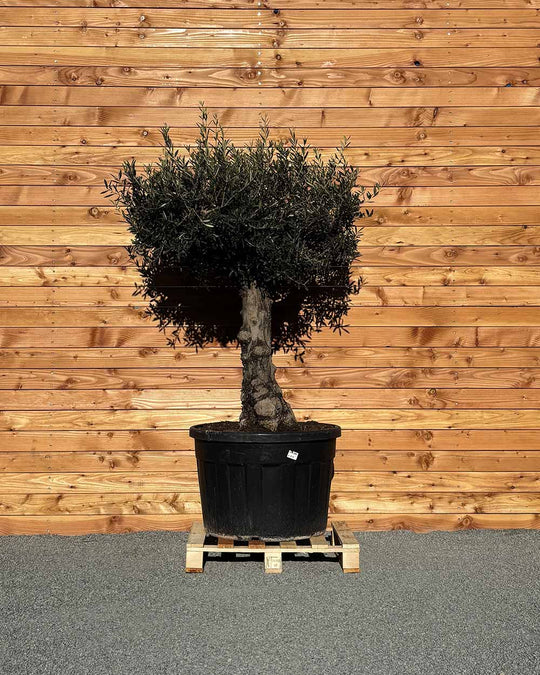 Olivenbaum „Elegante“ (F7)