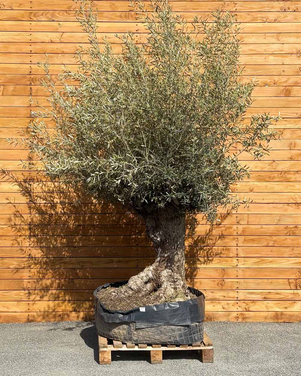 Olivenbaum – Olea europaea ‘Hojiblanca’ (Netz) (Colosso) (F7)