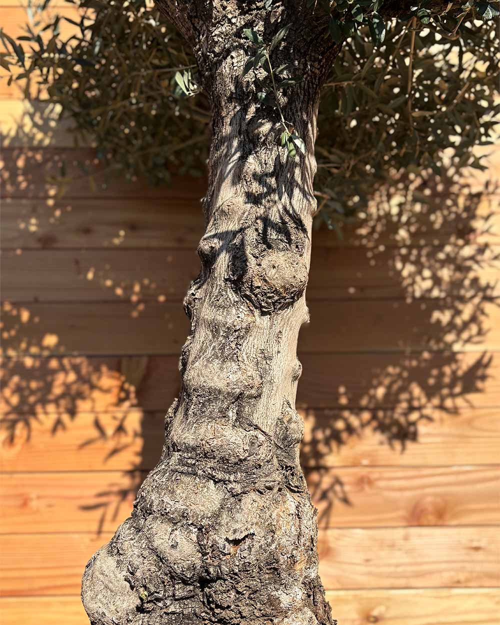 Olivenbaum „Elegante“ (F8)