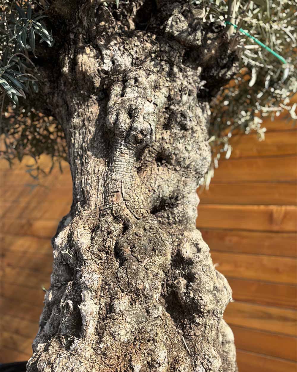 Olivenbaum – Olea europaea ‘Hojiblanca’ (Netz) (Colosso) (F8)