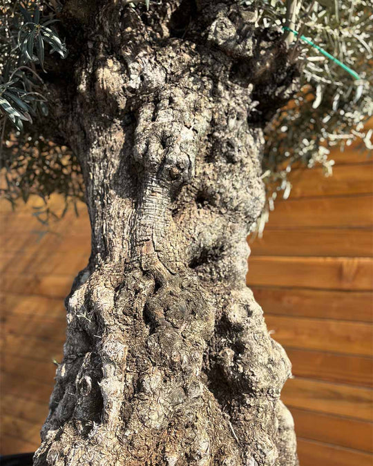 Olivenbaum – Olea europaea ‘Hojiblanca’ (Netz) (Colosso) (F8)