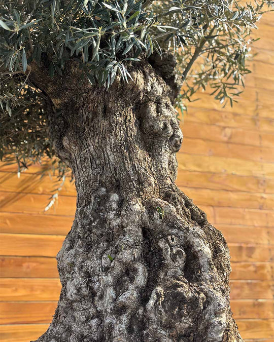 Olivenbaum – Olea europaea ‘Hojiblanca’ (Netz) (Colosso) (F8)