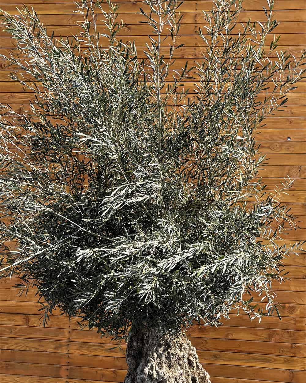 Olivenbaum – Olea europaea ‘Hojiblanca’ (Netz) (Colosso) (F8)