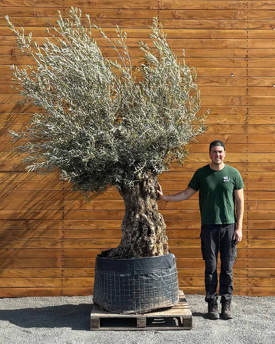 Olivenbaum – Olea europaea ‘Hojiblanca’ (Netz) (Colosso) (F8)