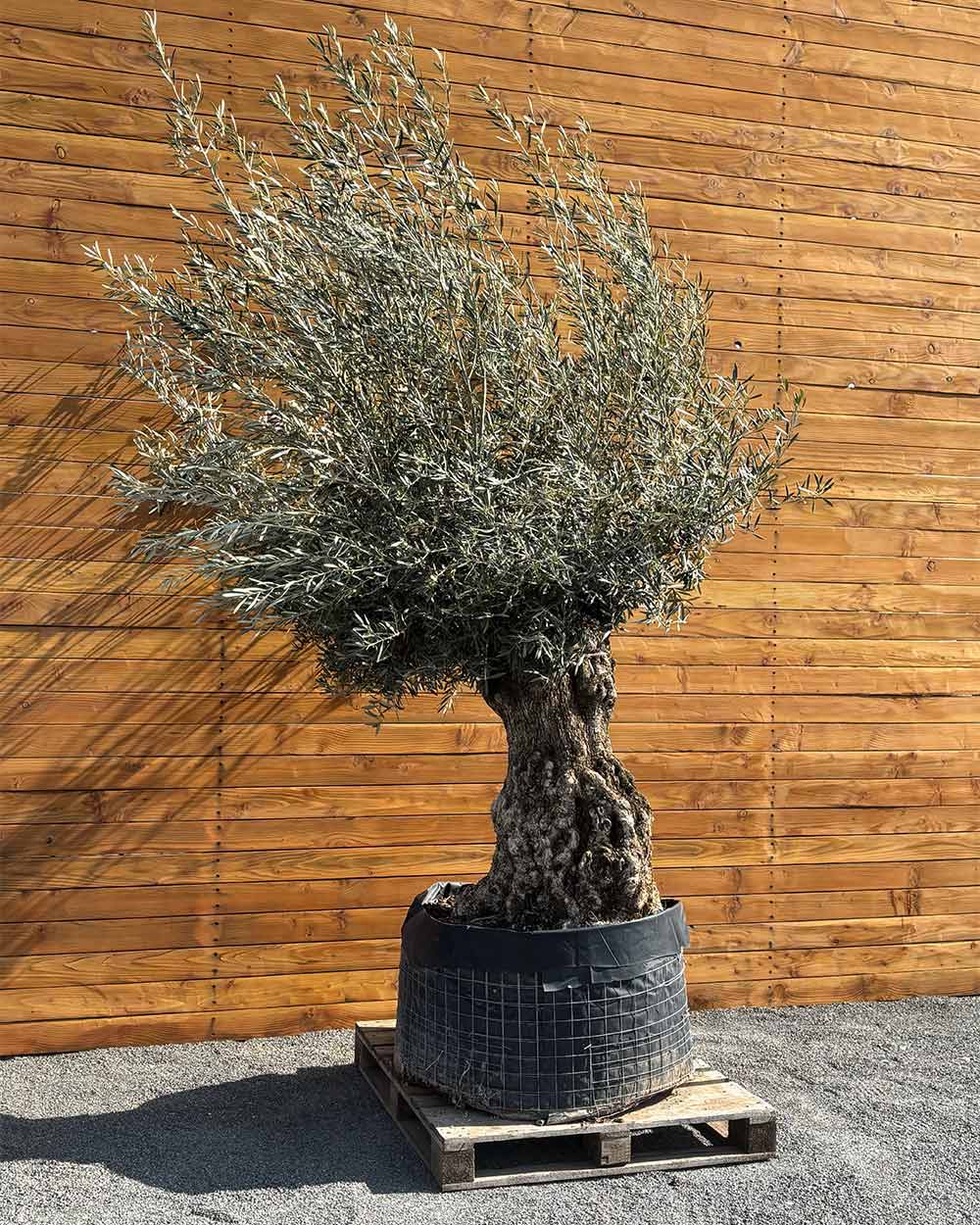 Olivenbaum – Olea europaea ‘Hojiblanca’ (Netz) (Colosso) (F8)