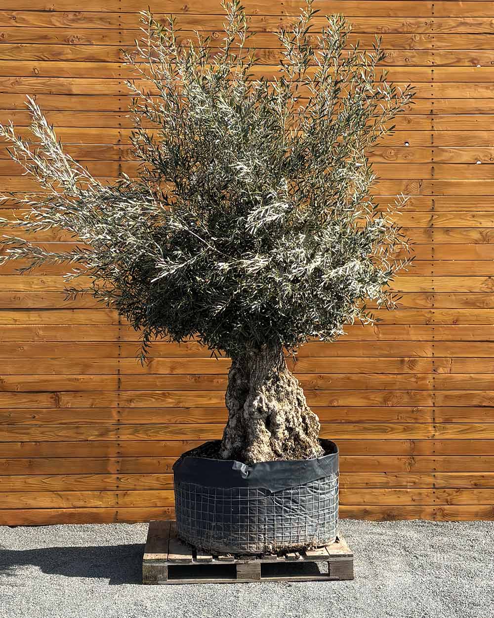 Olivenbaum – Olea europaea ‘Hojiblanca’ (Netz) (Colosso) (F8)