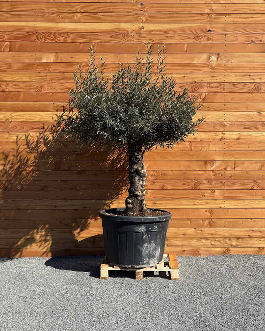 Olivenbaum „Elegante“ (F9)