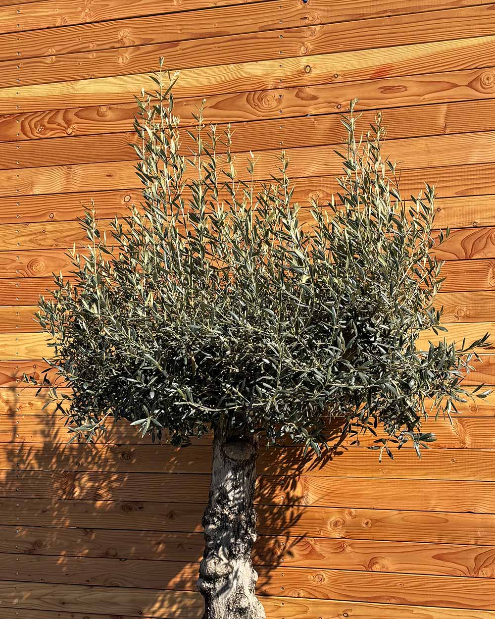 Olivenbaum „Elegante“ (F9)