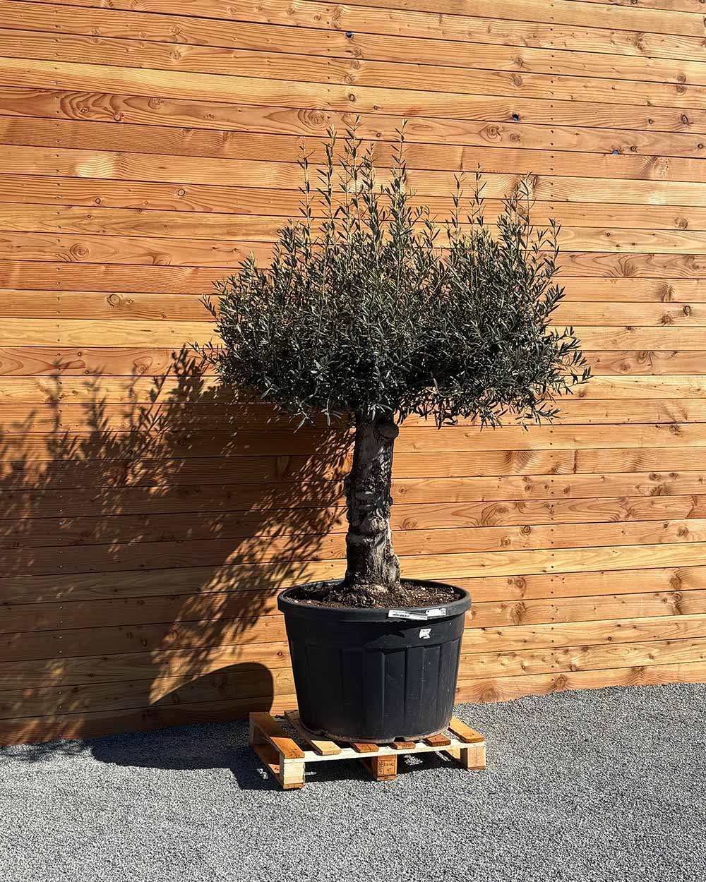 Olivenbaum „Elegante“ (F9)