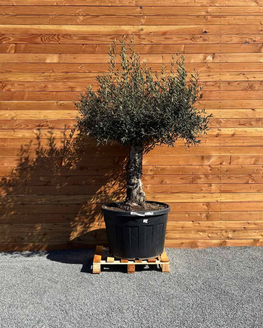 Olivenbaum „Elegante“ (F9)