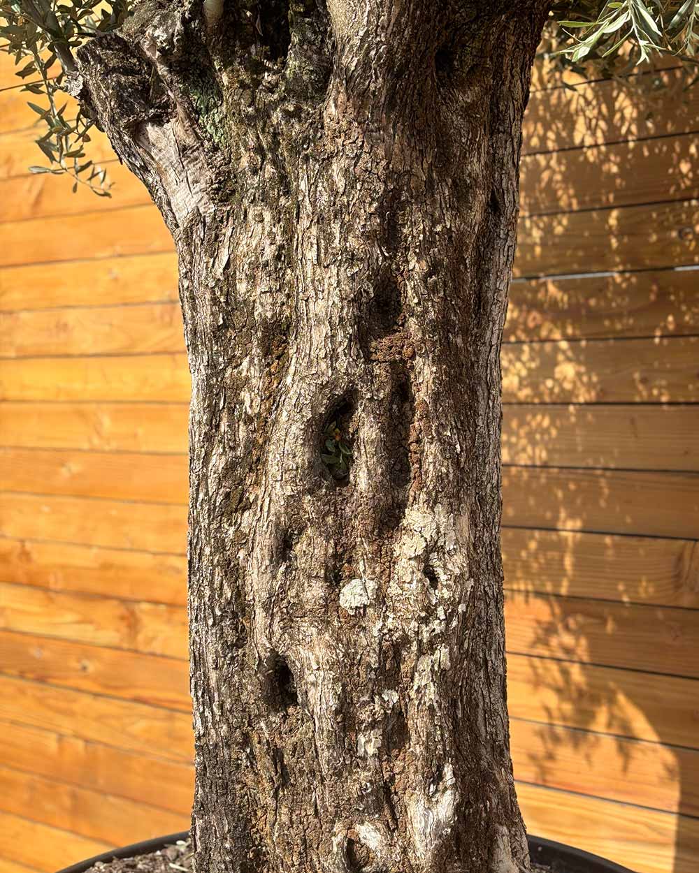 Olivenbaum – Olea europaea ‘Picual’ (Grande) (H10)